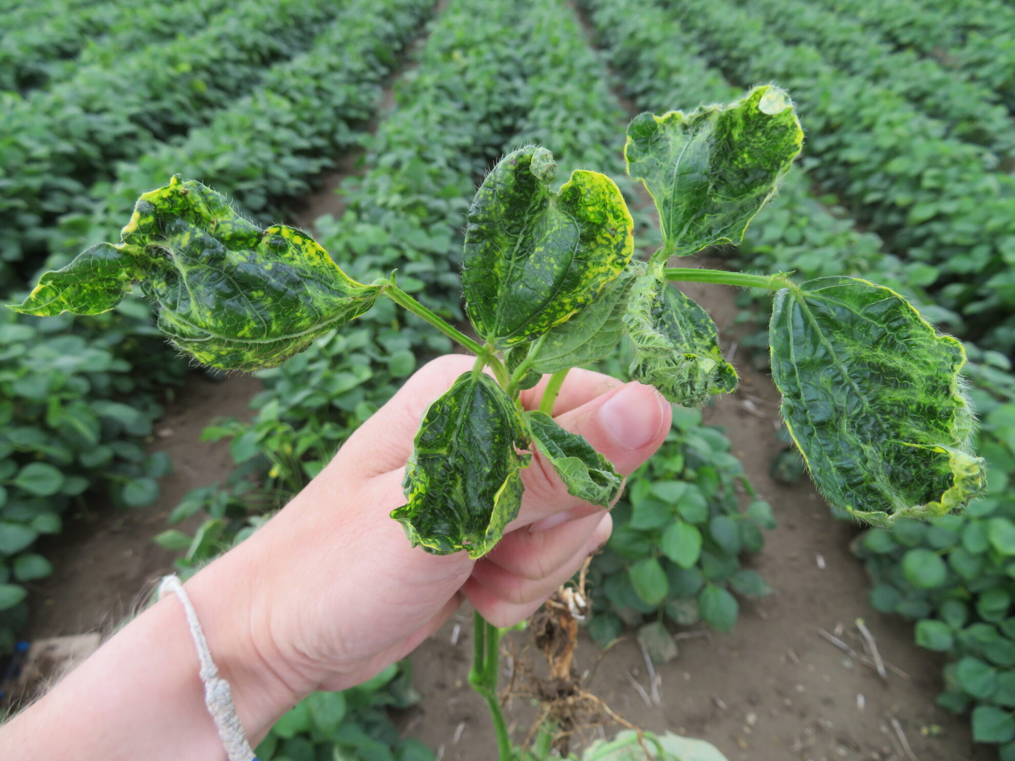 Alfalfa Mosaic Virus Dry Bean Agronomy