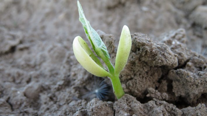 White bean plant emerging
