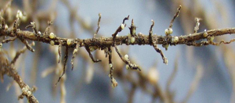 A close-up picture on soybean cyst nematode cysts which are white and spaced out equally along all the roots