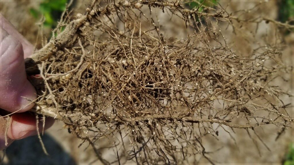 Roots of a dry bean plant infected by soybean cyst nematode with small white spots that are soybean cyst nematode cysts and large white spots which are the soybean cyst nematode nodules