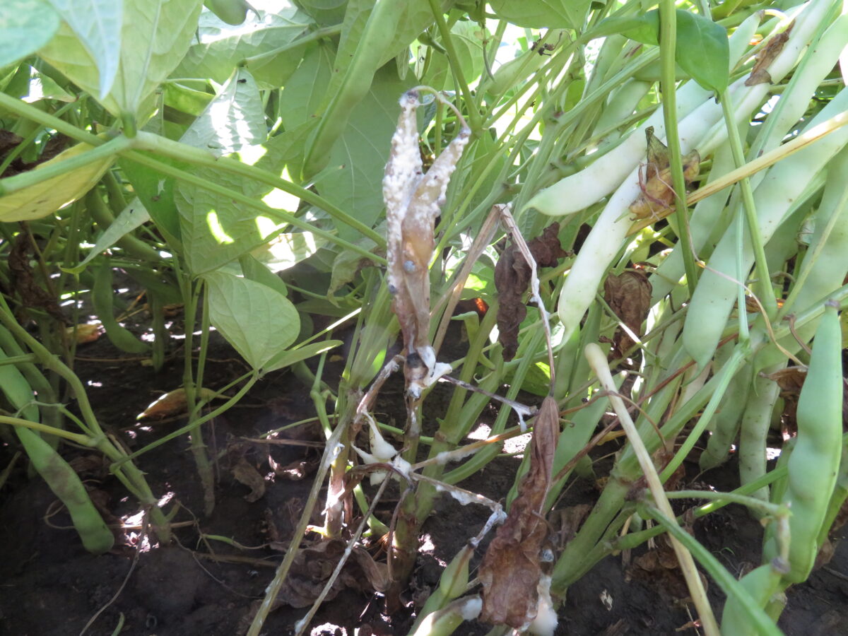 White mould infection in dry bean plants in which bean pods and stems of plants are covered in white spores