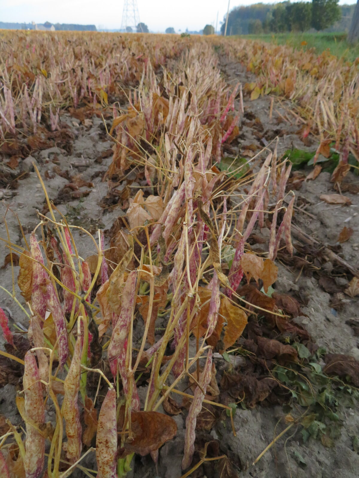 Several rows of desiccated bean pods