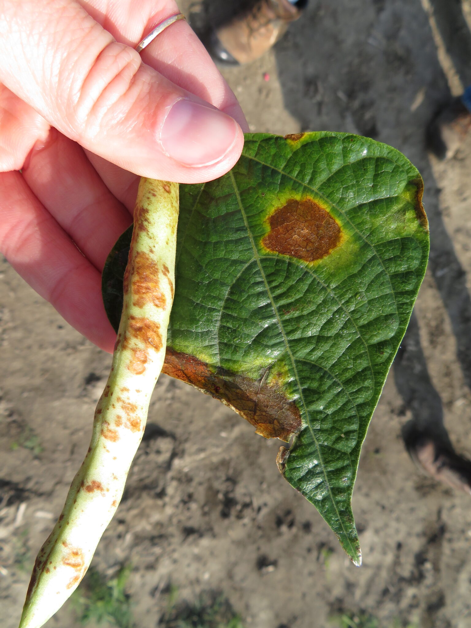 bean bacterial blight bean bacterial blight