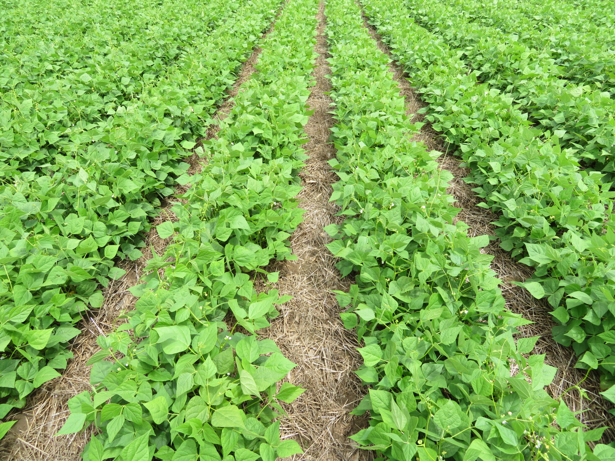 Preliminary Sulphur Fertilizer Trial In Dry Beans – Dry Bean Agronomy