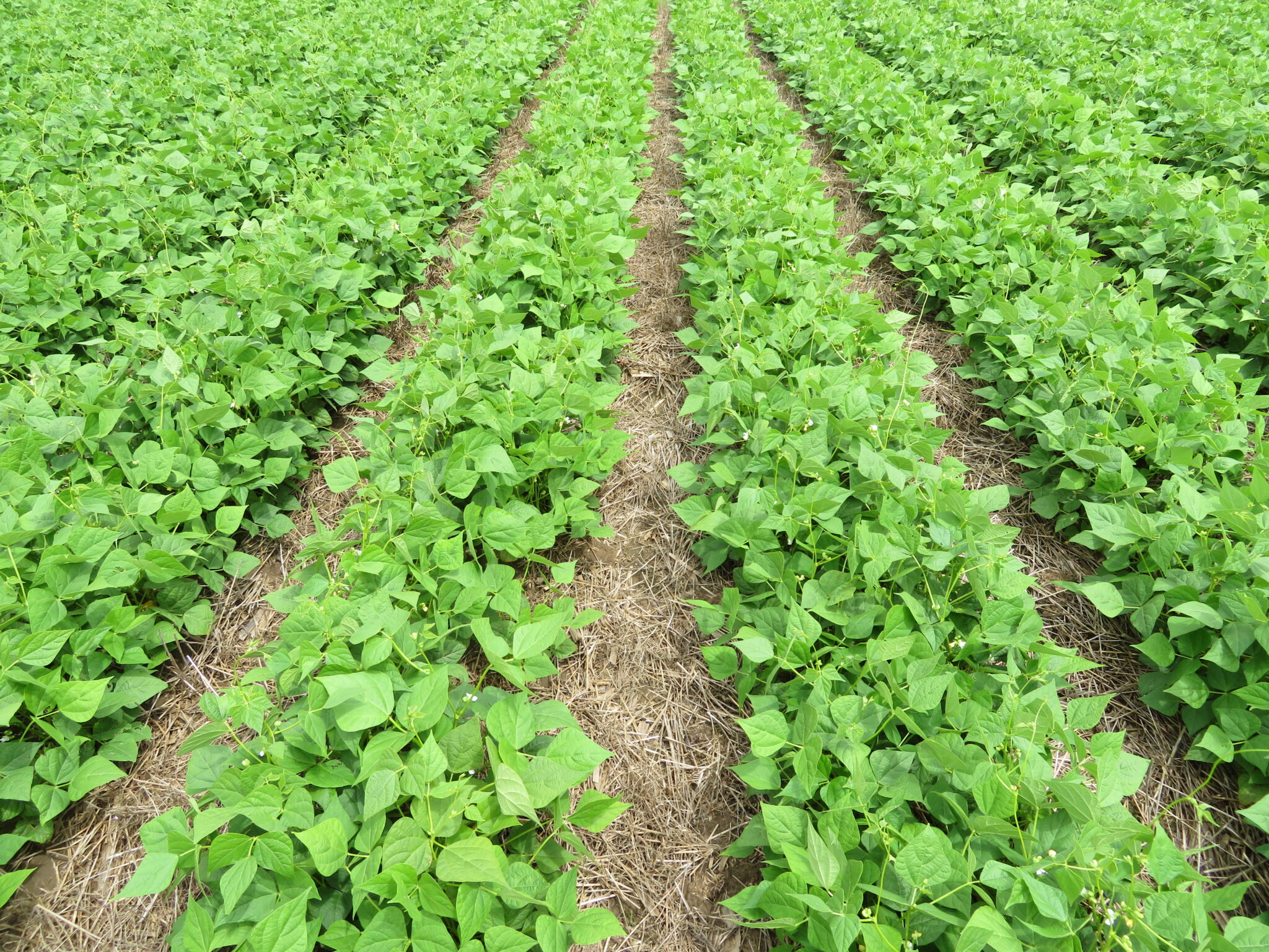 Preliminary Sulphur Fertilizer Trial in Dry Beans – Dry Bean Agronomy