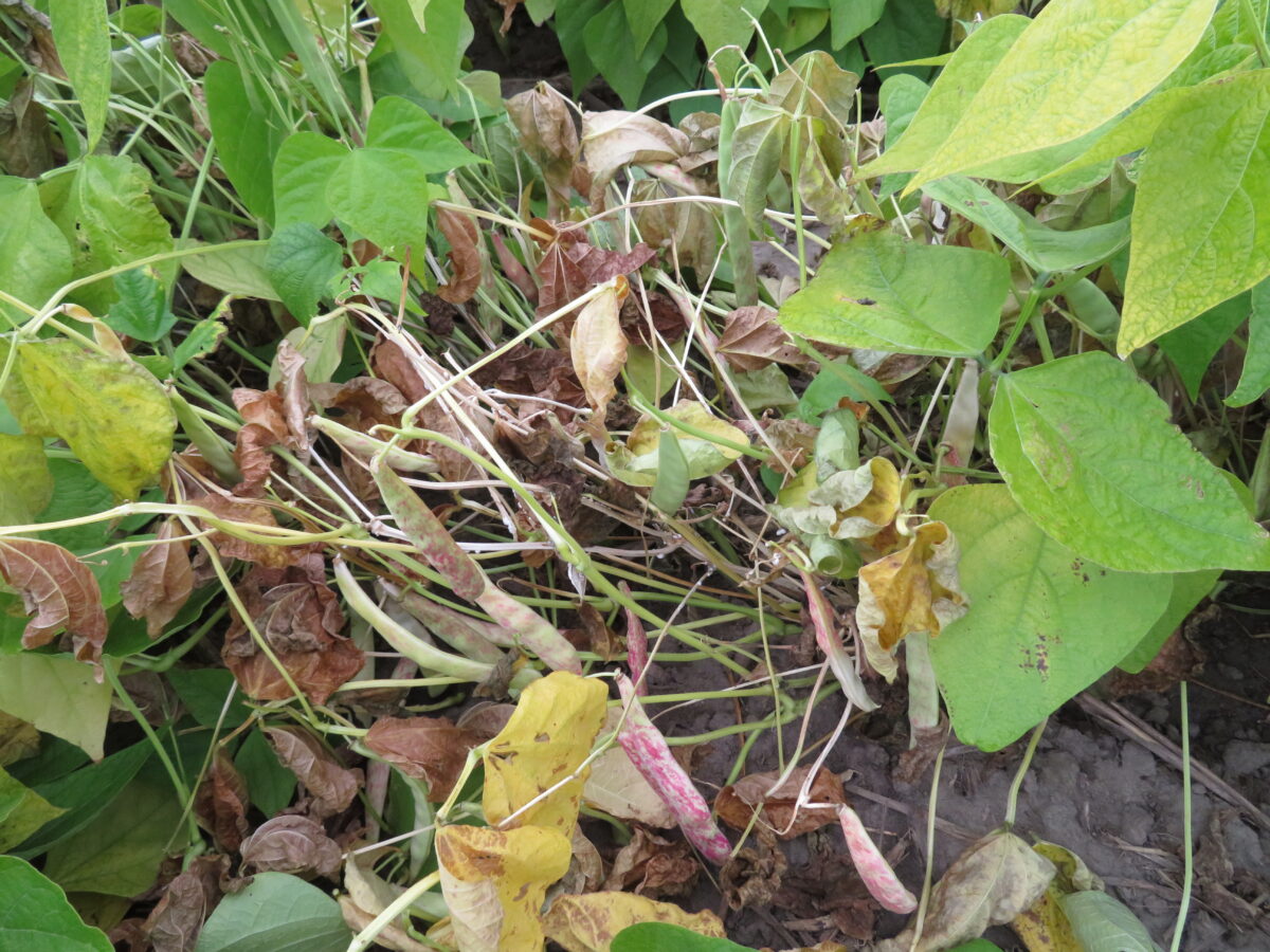Stems of dry bean plants in a field bleached to a white colour as a result of white mould infection
