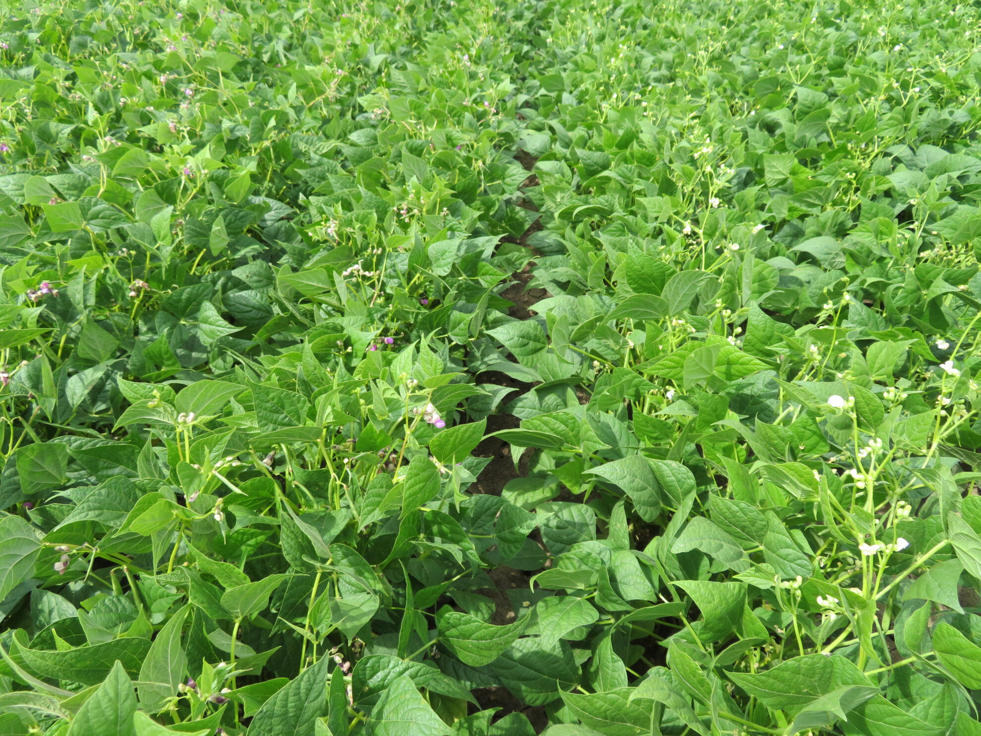 Strobilurin Fungicides for Plant Health in Dry Beans, 2009
