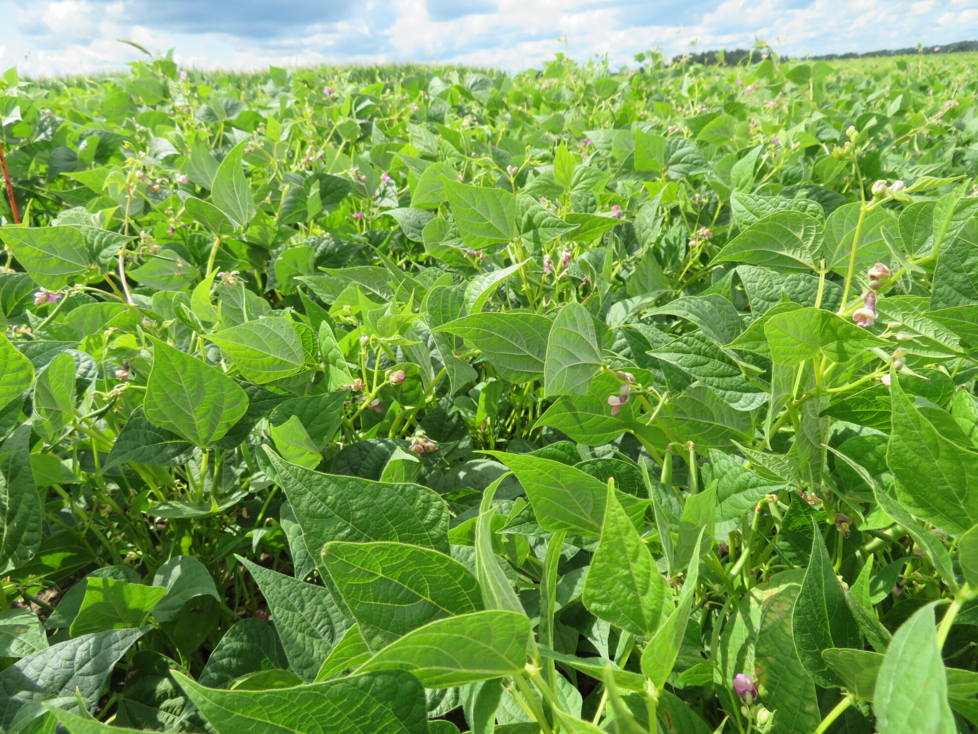 Nitrogen – Dry Bean Agronomy