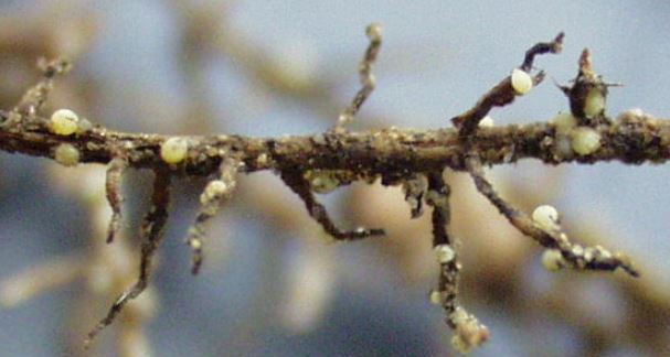 Small white Soybean cyst nematode cysts on roots of a plant