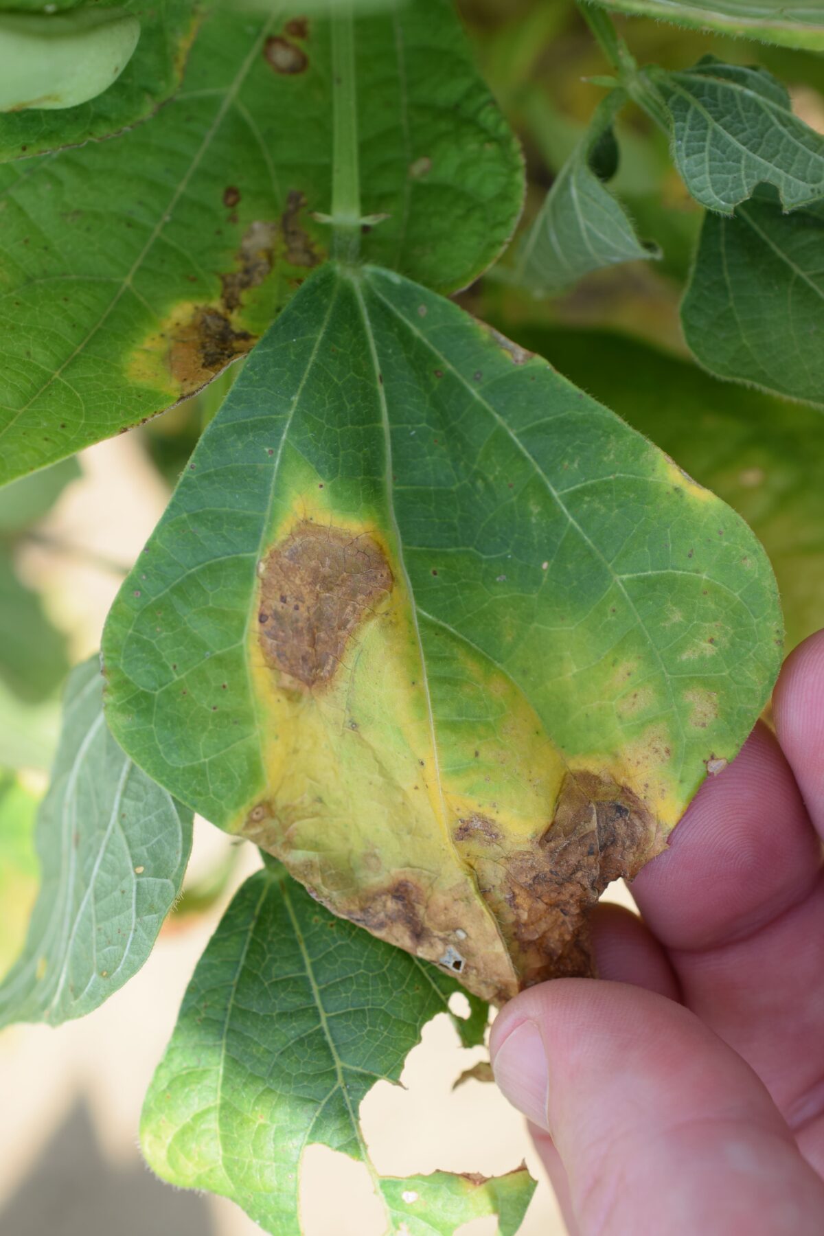 Bacterial brown spot on a dry bean leaf in which there are large dark brown necrotic spots surrounded by broad yellow borders and little brown specks spread across the leaf