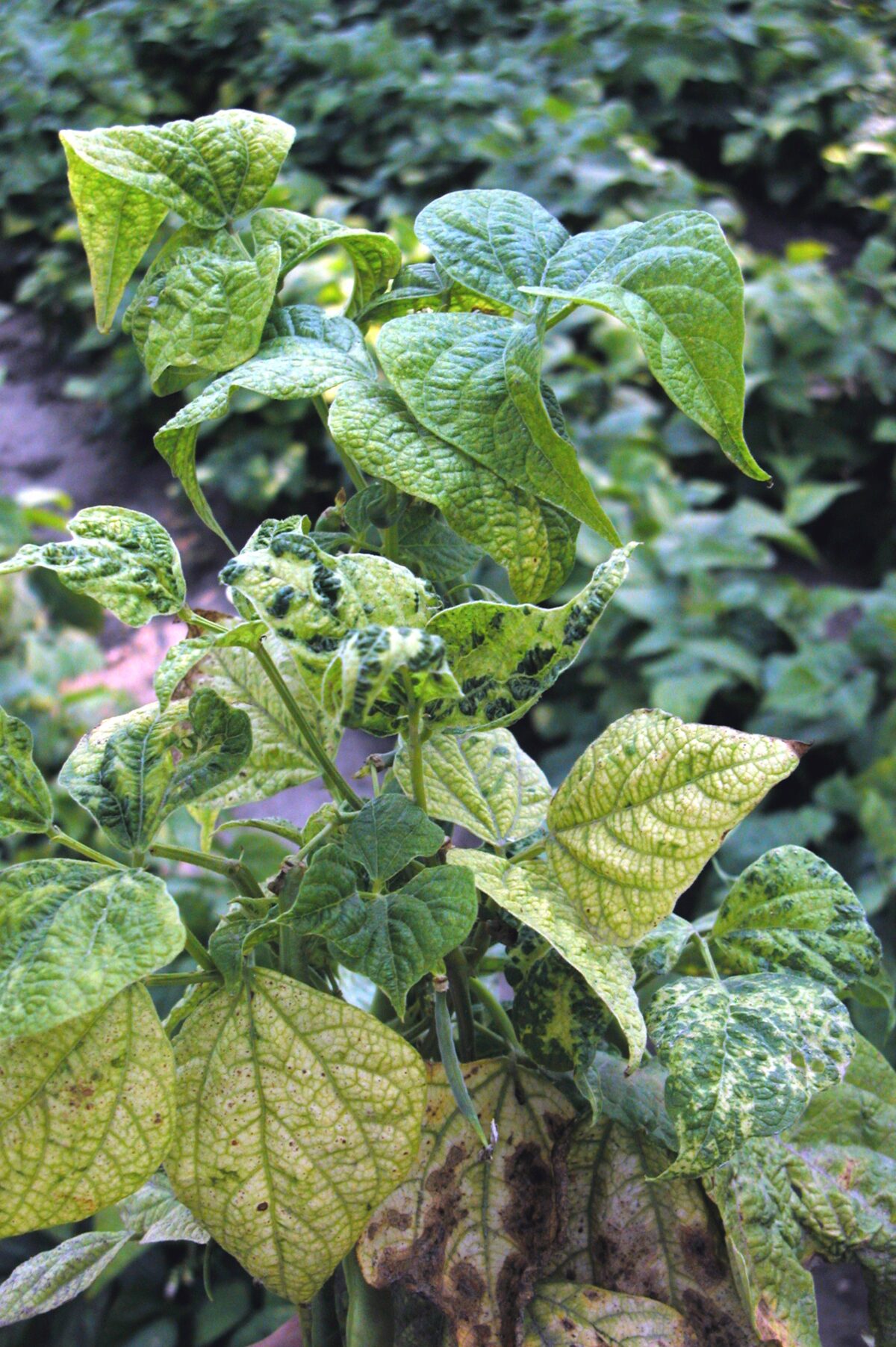 A genetic chimera dry bean plant showing symptoms of Bean Common Mosaic Virus (BCMV) in which the puckered leaves are a mosaic of yellow, green and dark green colours
