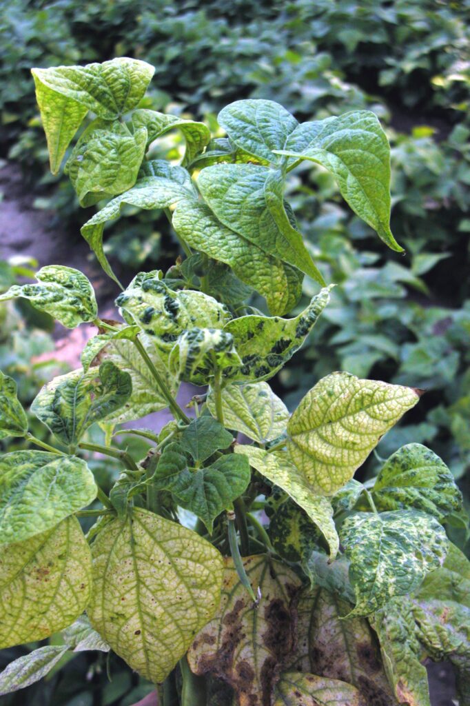 Bean Common Mosaic Virus (BCMV) – Dry Bean Agronomy