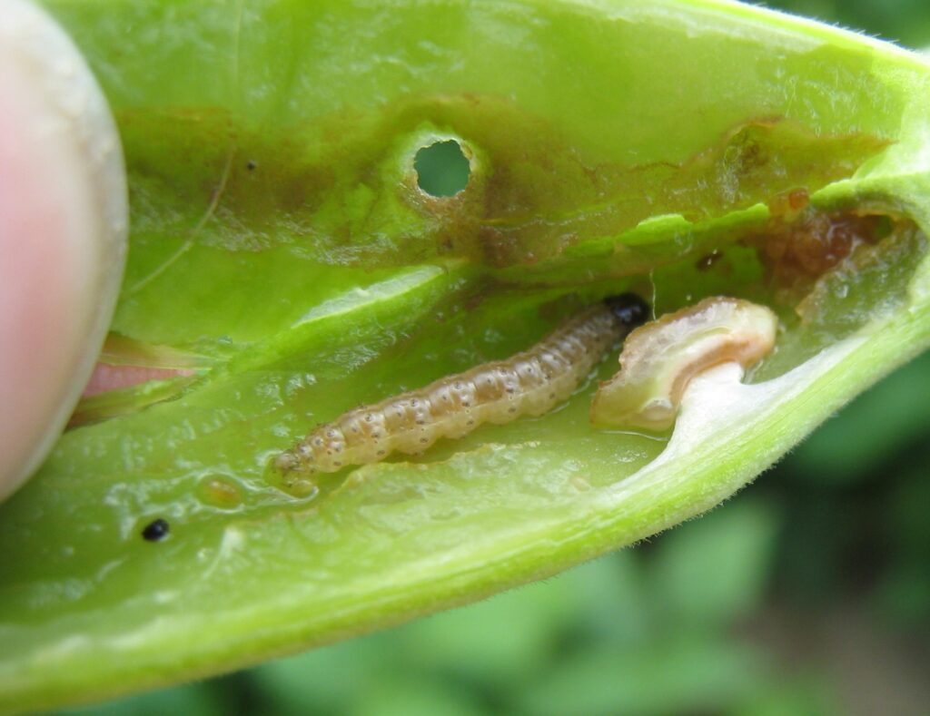 European Corn Borer Dry Bean Agronomy