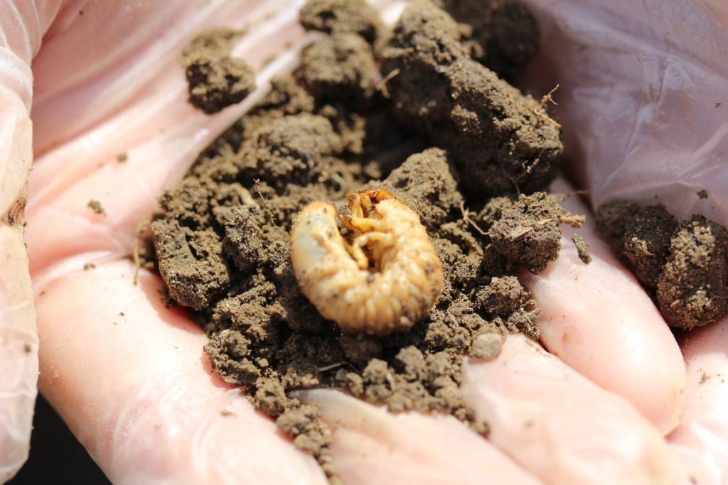 Grub in a hand surrounded by soil