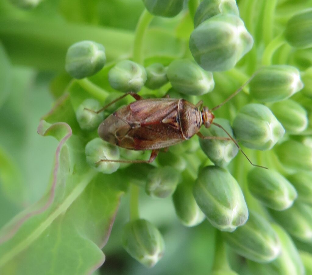 Tarnished plant bug on canola