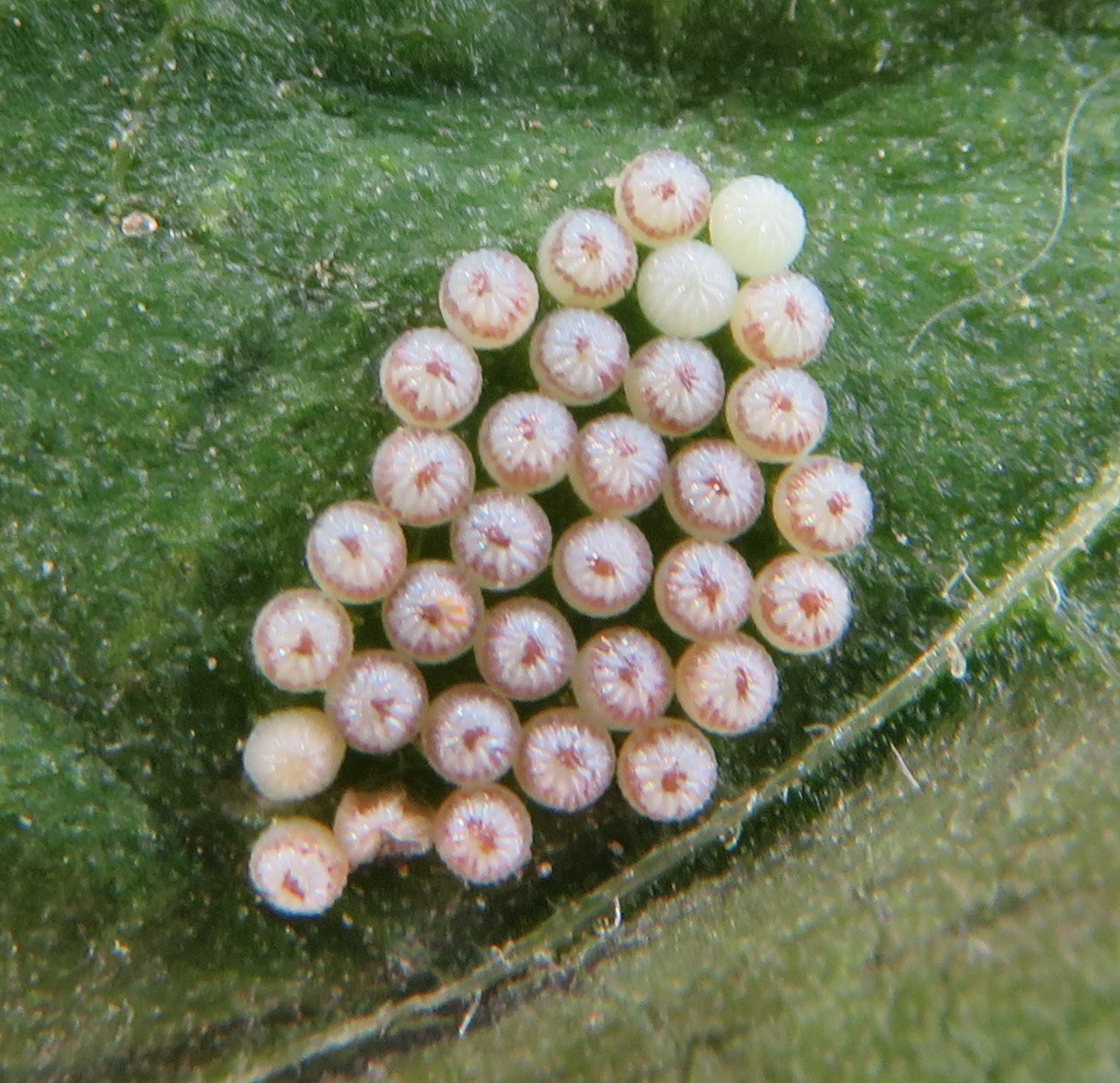 Western Bean Cutworm – Dry Bean Agronomy