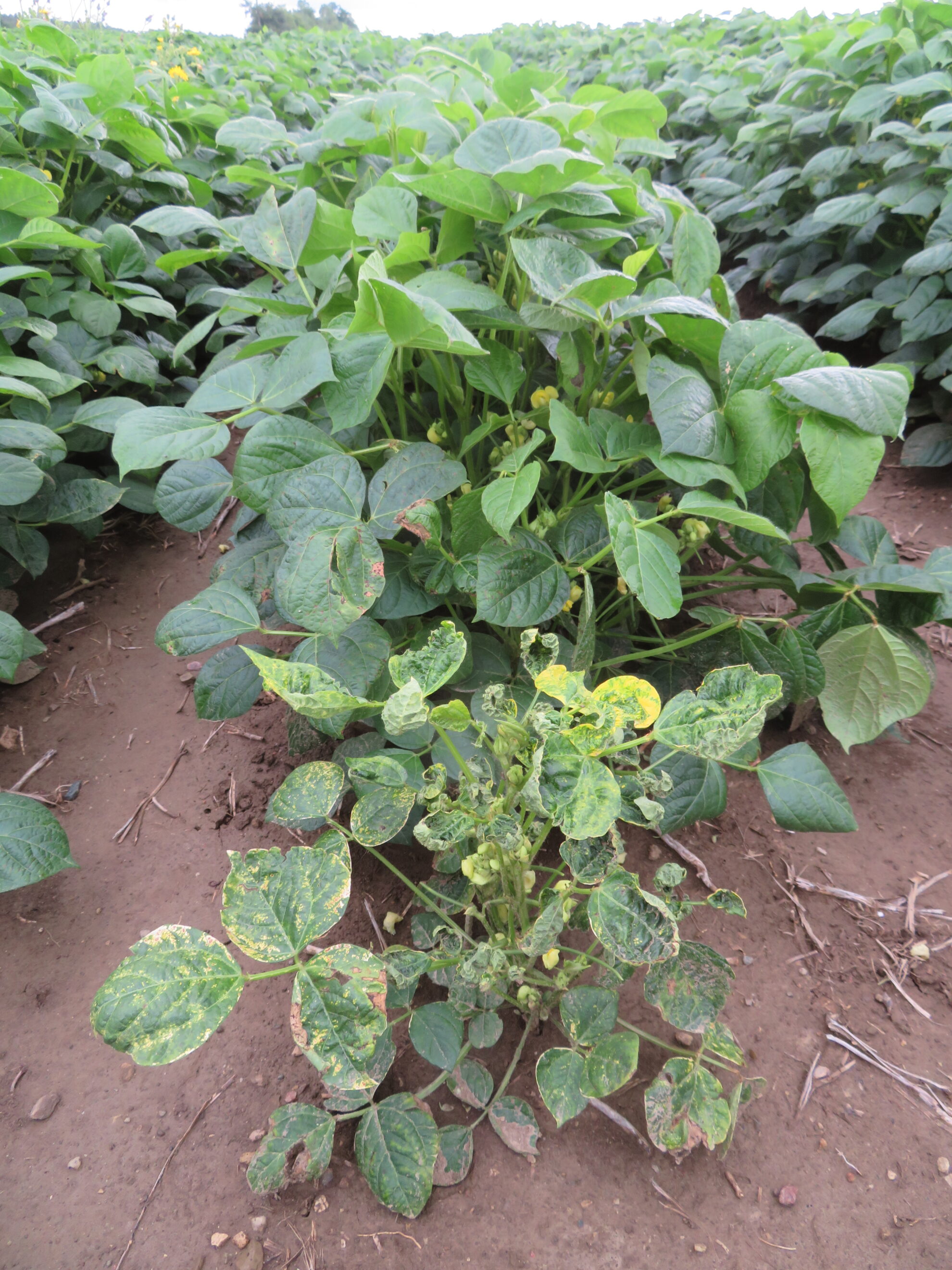 Alfalfa Mosaic Virus Dry Bean Agronomy