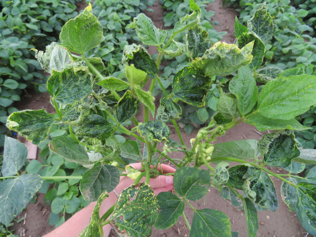 Alfalfa Mosaic Virus – Dry Bean Agronomy