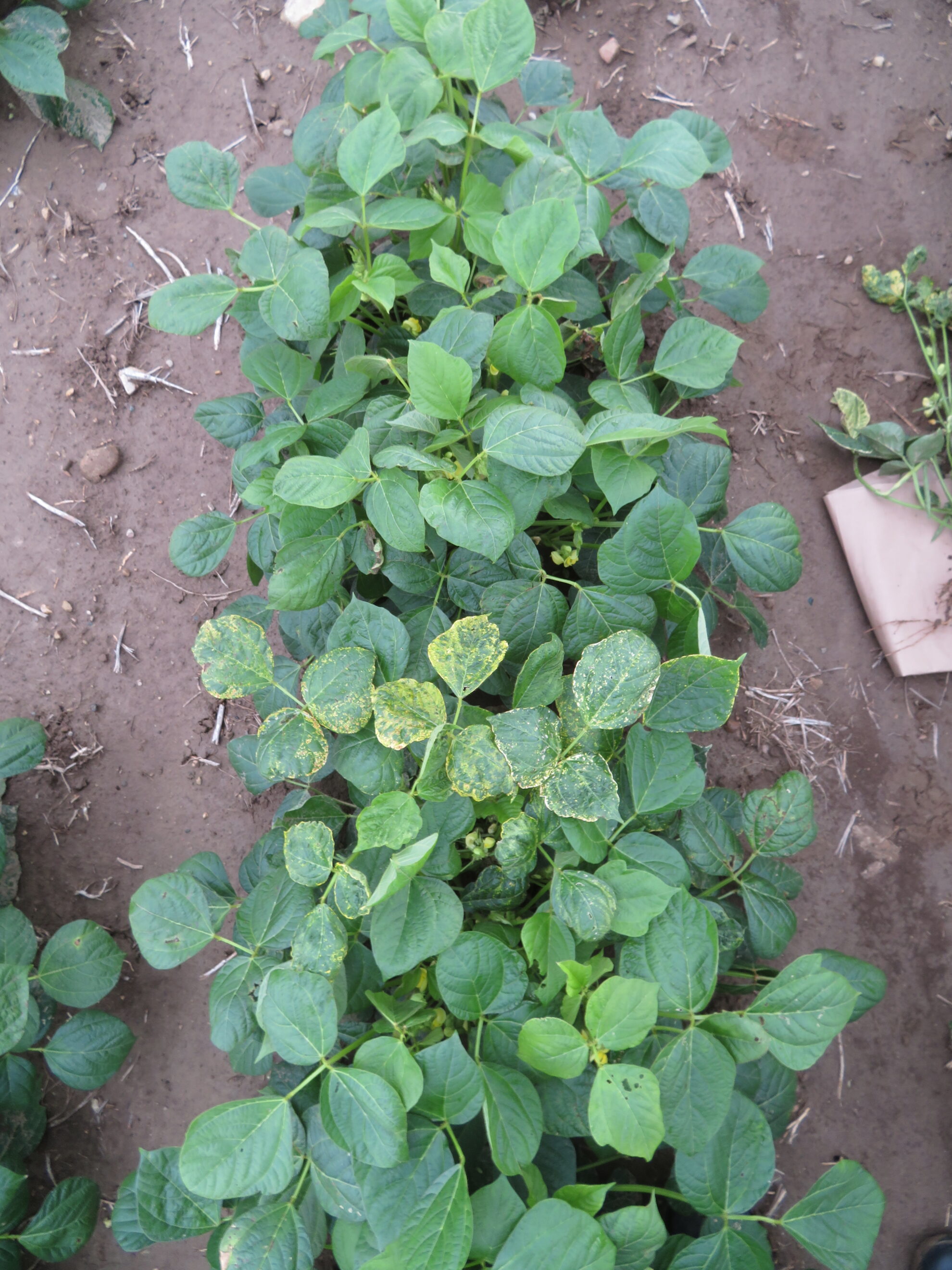 Alfalfa Mosaic Virus Dry Bean Agronomy