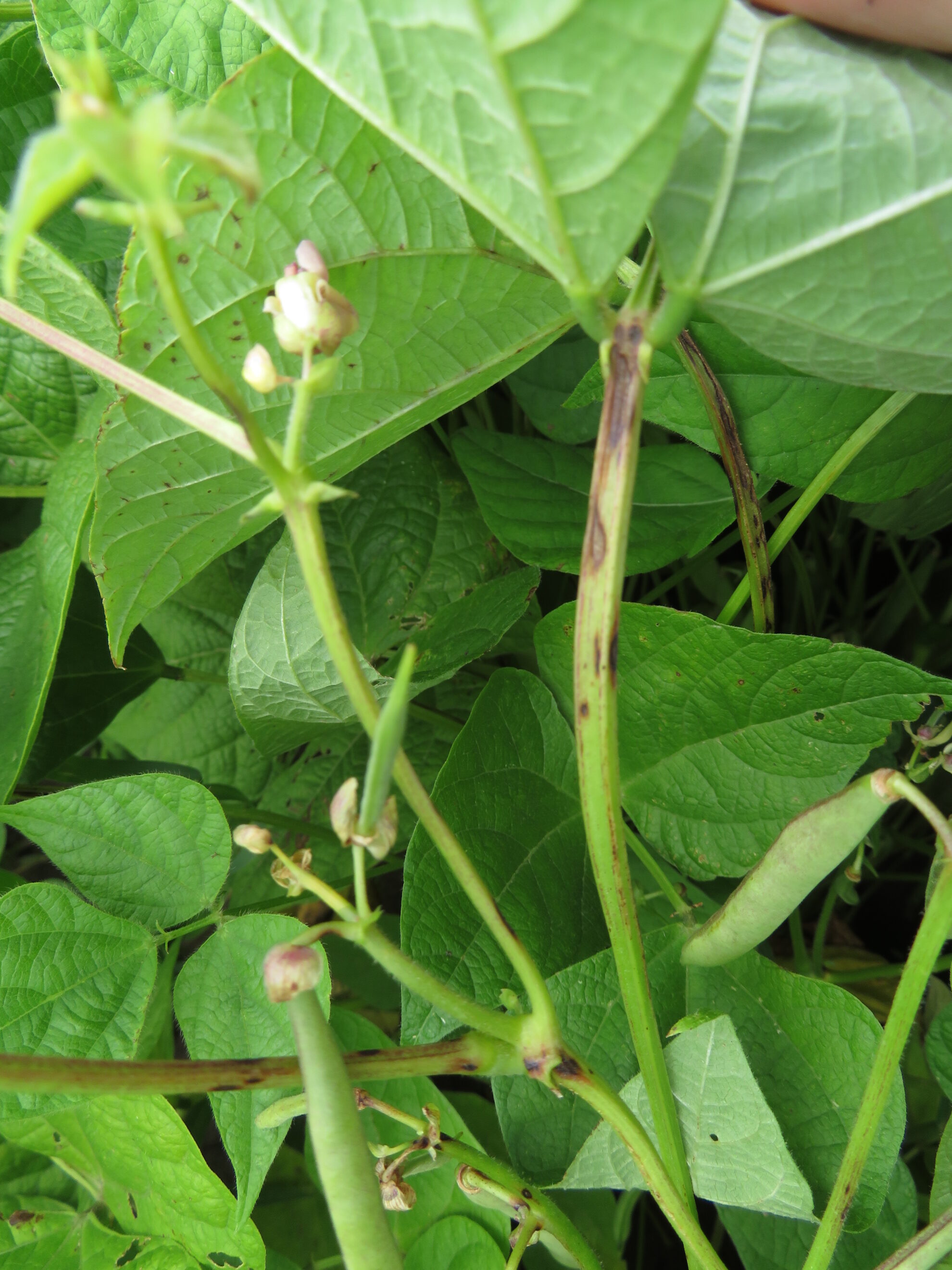 Anthracnose – Dry Bean Agronomy