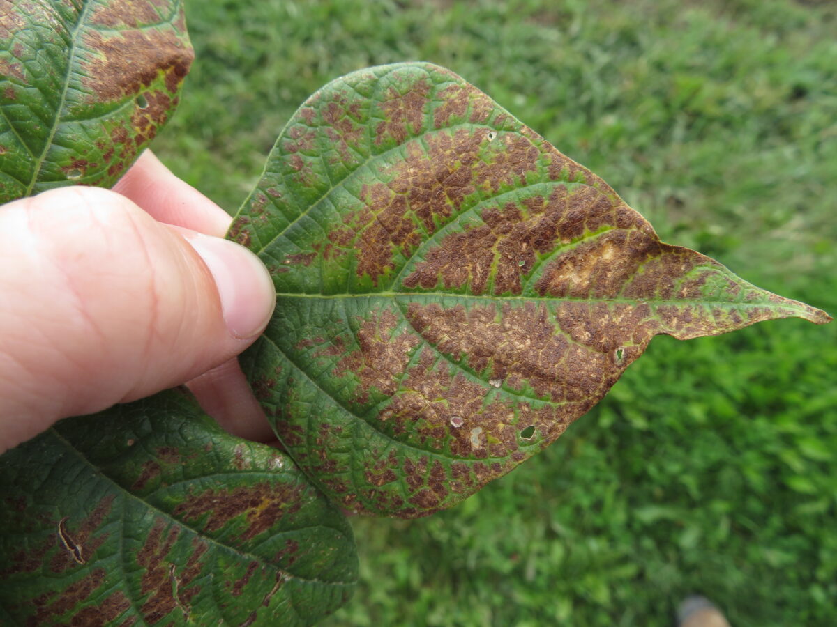 Leaf of a dry bean plant more than 50% covered with brown spots on the surface indicative of bronzing injury