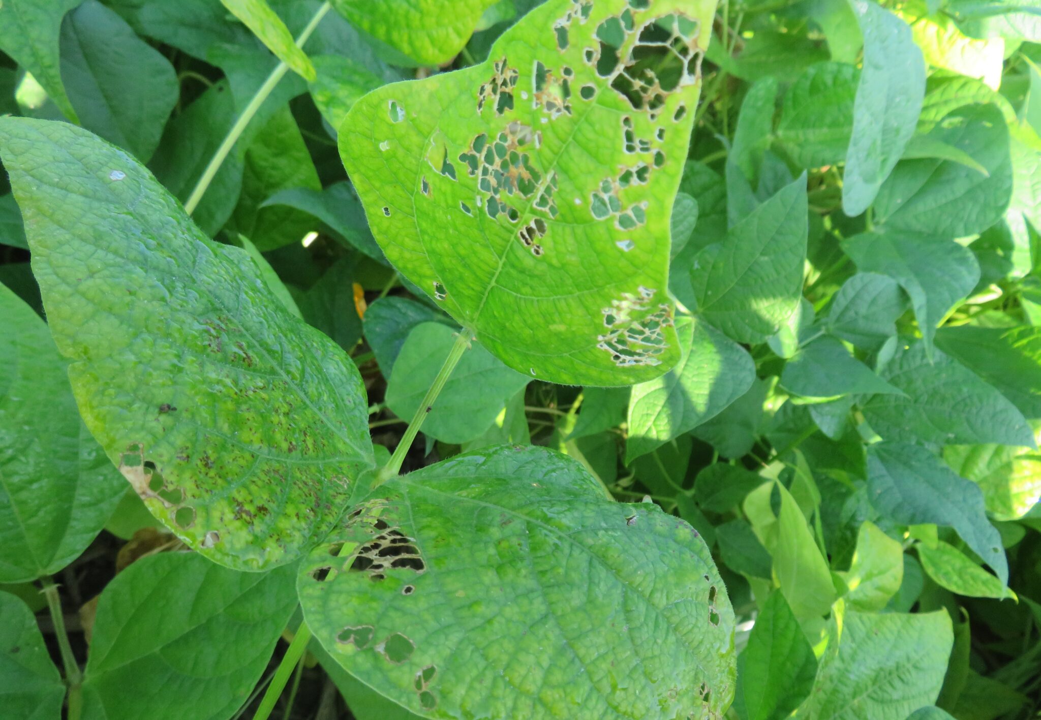 Thresholds For Defoliating And Pod Feeding Insects – Dry Bean Agronomy