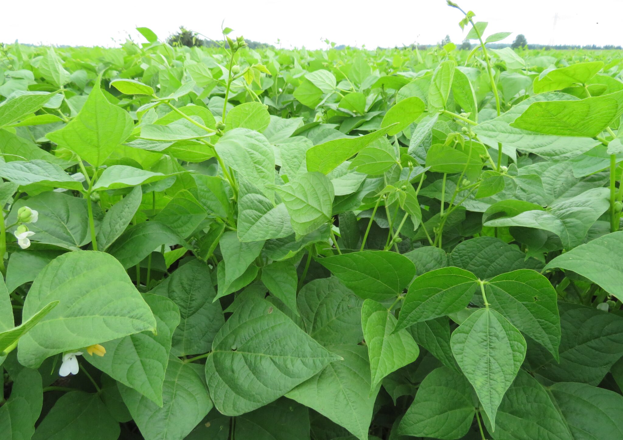 Dry Bean Agronomy Resources for Ontario dry bean growers