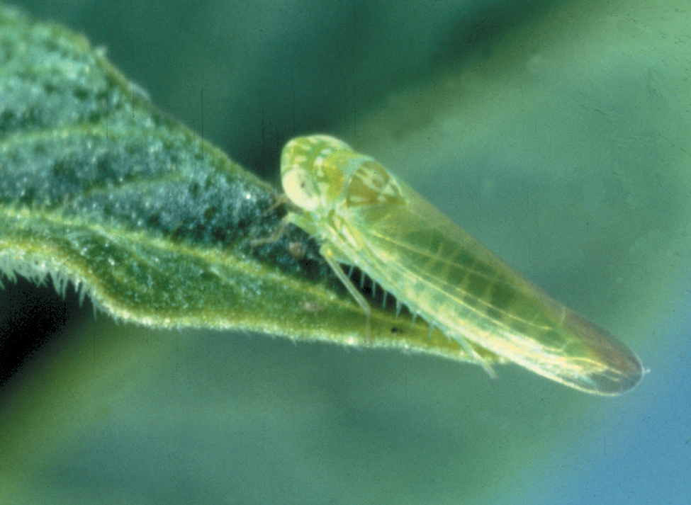 A close-up picture of a potato leaf hopper adult at the tip of a leaf