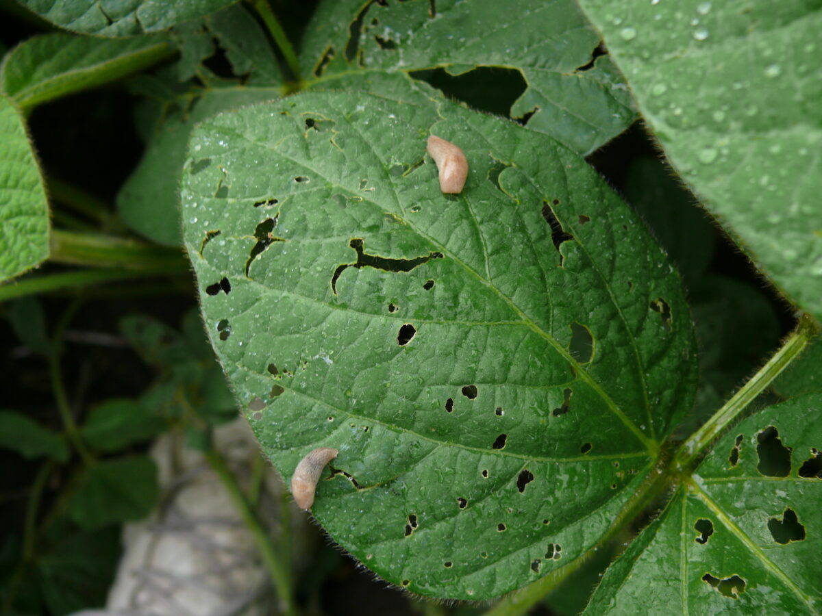 Two slugs on a leaf with extensive feeding damage in which there are irregular shaped holes across the surface of the leaf