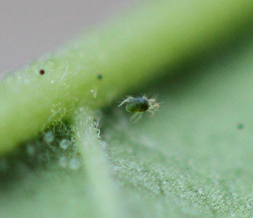 Spider mite on the underside of a leaf
