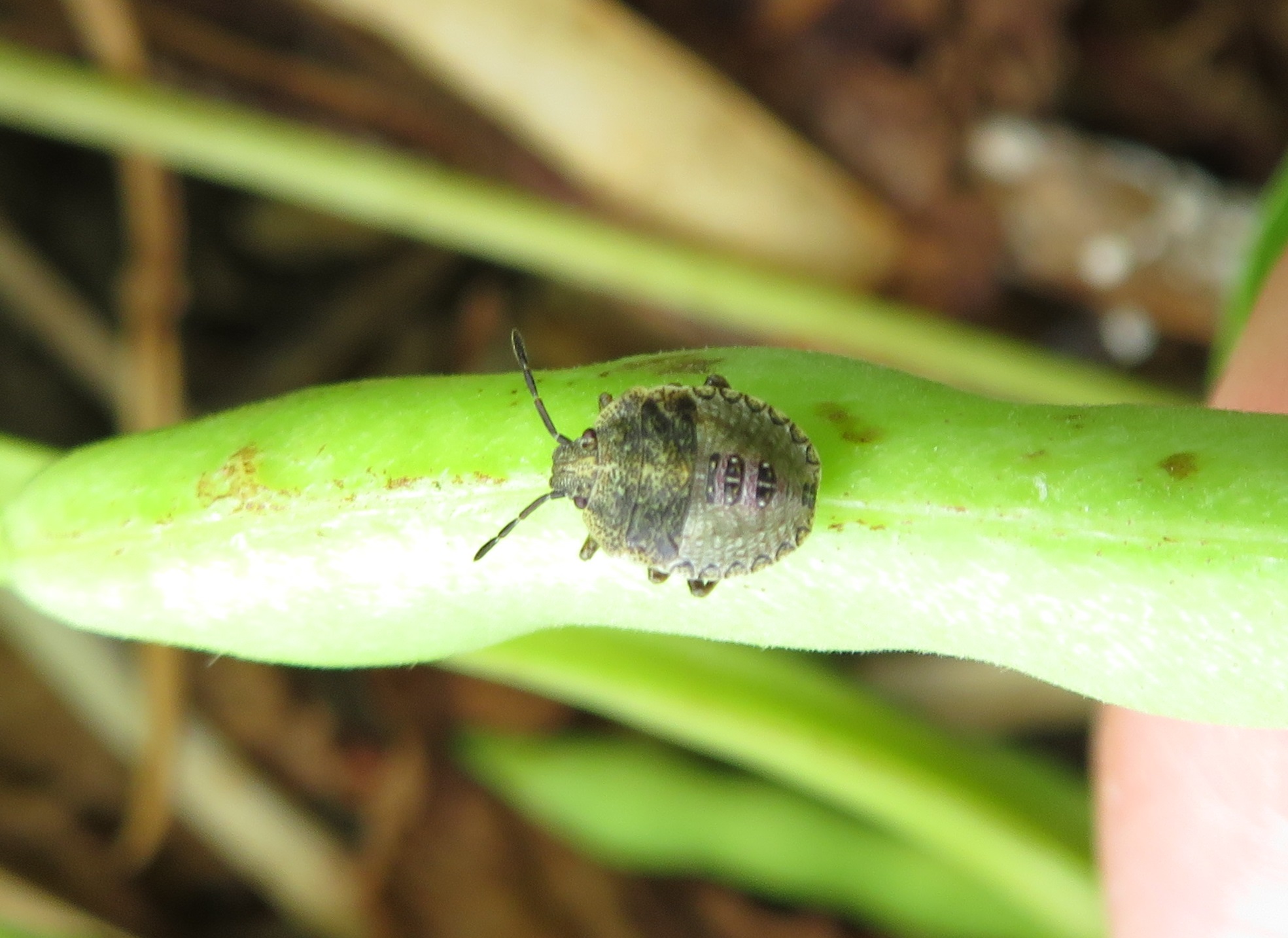 Stink Bugs Dry Bean Agronomy