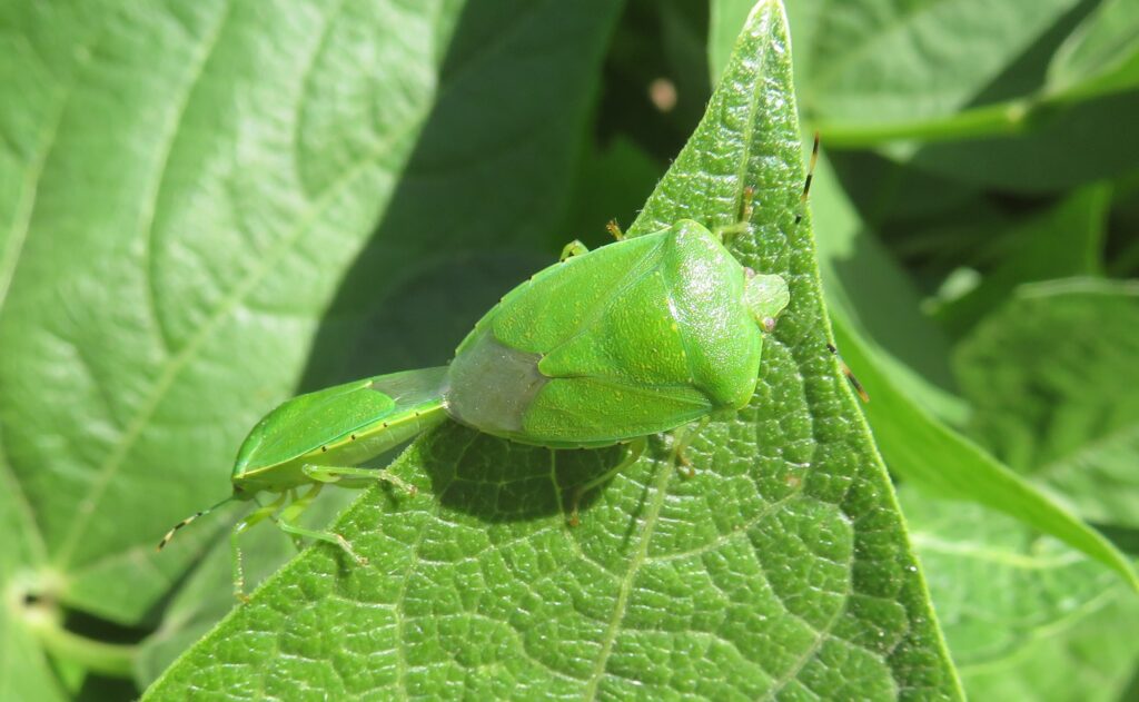 Green stink bug