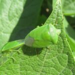 Adult green stink bug on the tip of a leaf