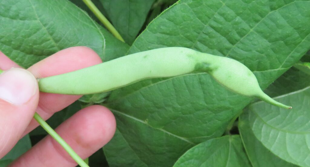 Stink Bugs – Dry Bean Agronomy