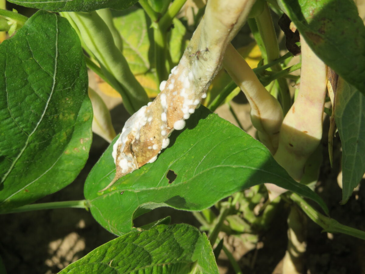 White mould infection on a bean pod