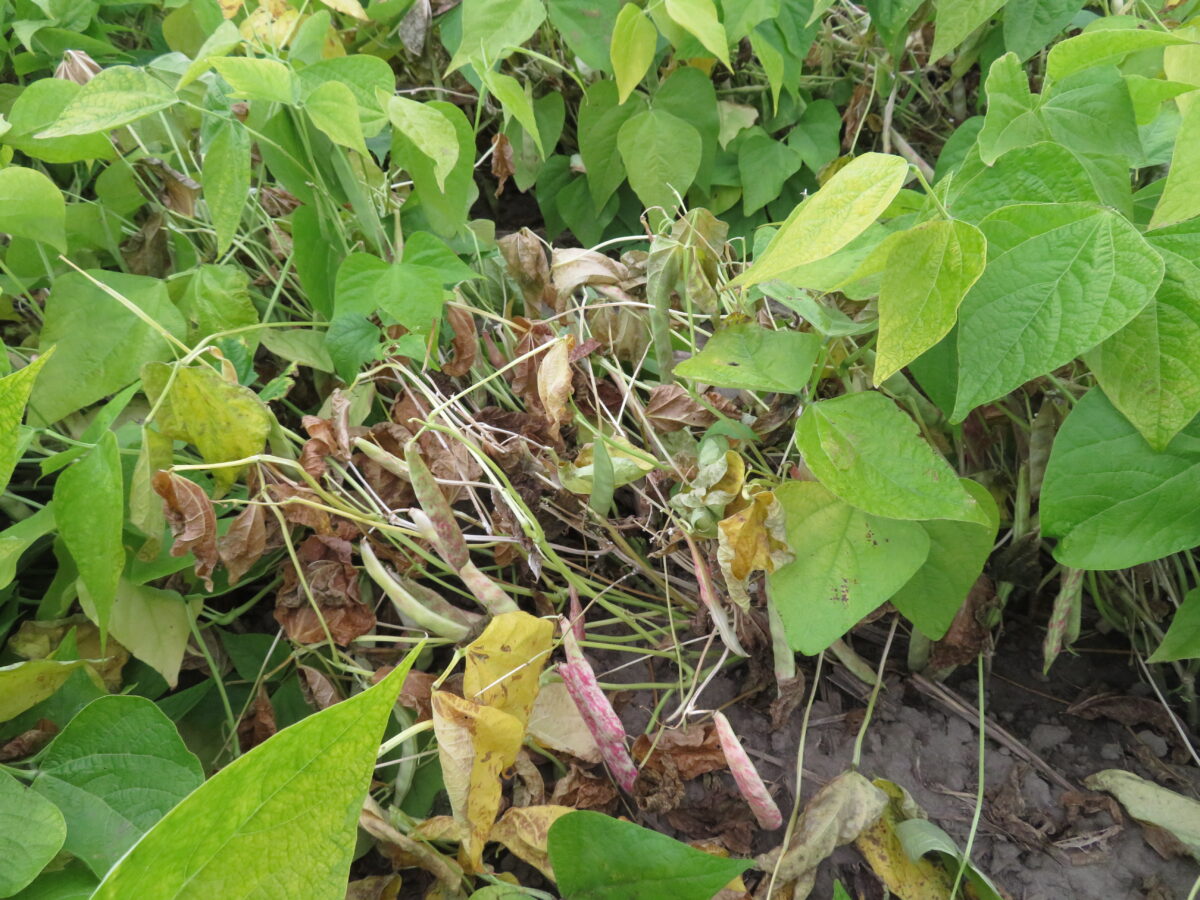 Stems of dry bean plants in a field bleached to a white colour as a result of white mould infection