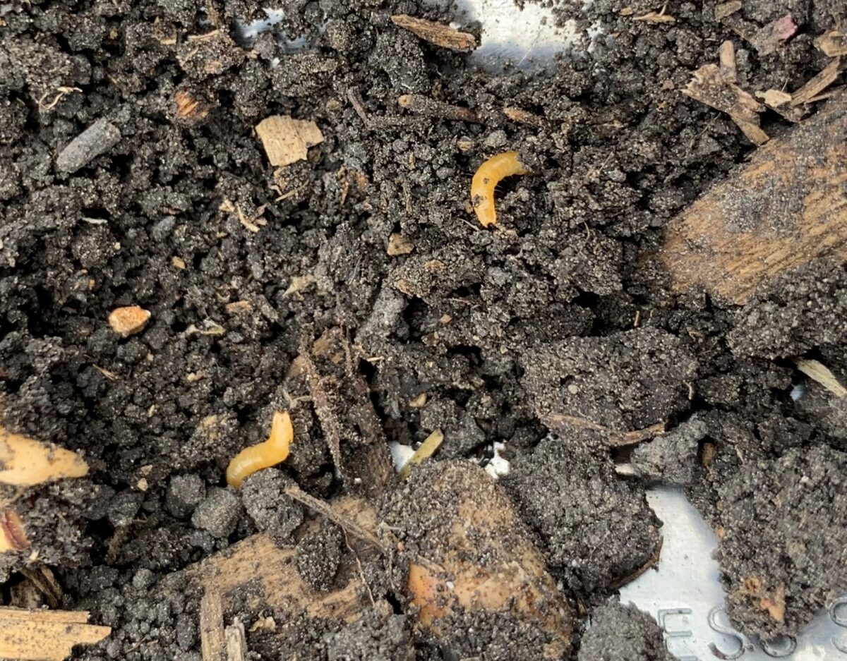 Wireworm larvae that are yellow-orange in appearance found in soil