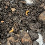 Wireworm larvae that are yellow-orange in appearance found in soil
