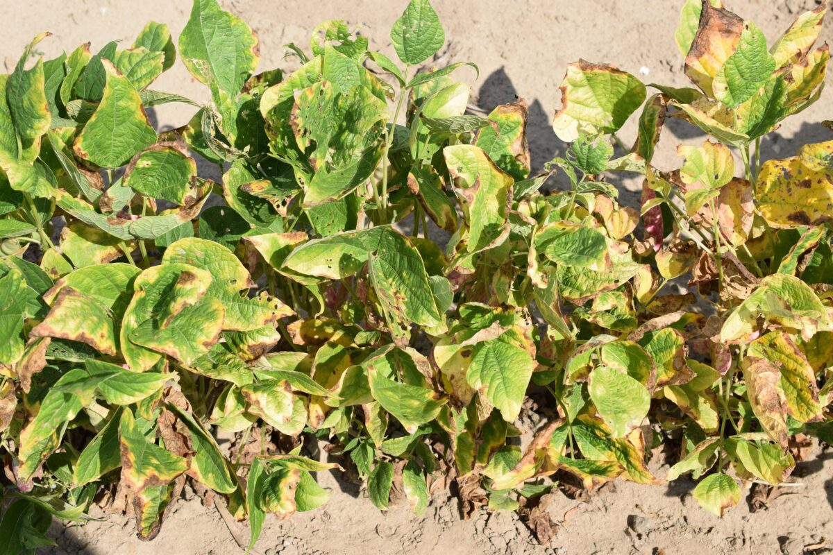 Bacterial Blights: Common Bacterial Blight (CBB), Halo Blight, and ...