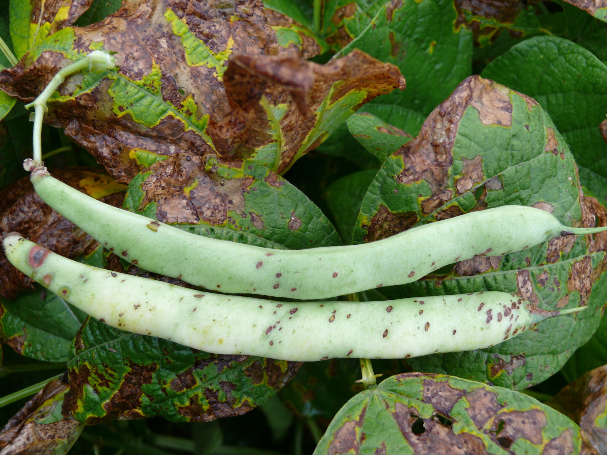 Bacterial Blights Common Bacterial Blight (CBB), Halo Blight, and