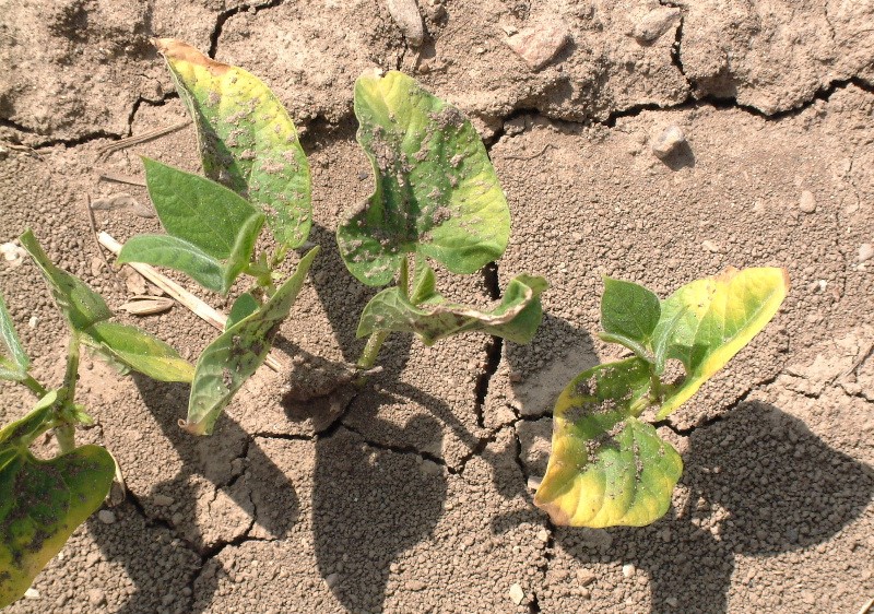 A few dry edible bean plants in soil injured from Dual II Magnum herbicide application that caused large yellow patches to form at the first trifoliate stage