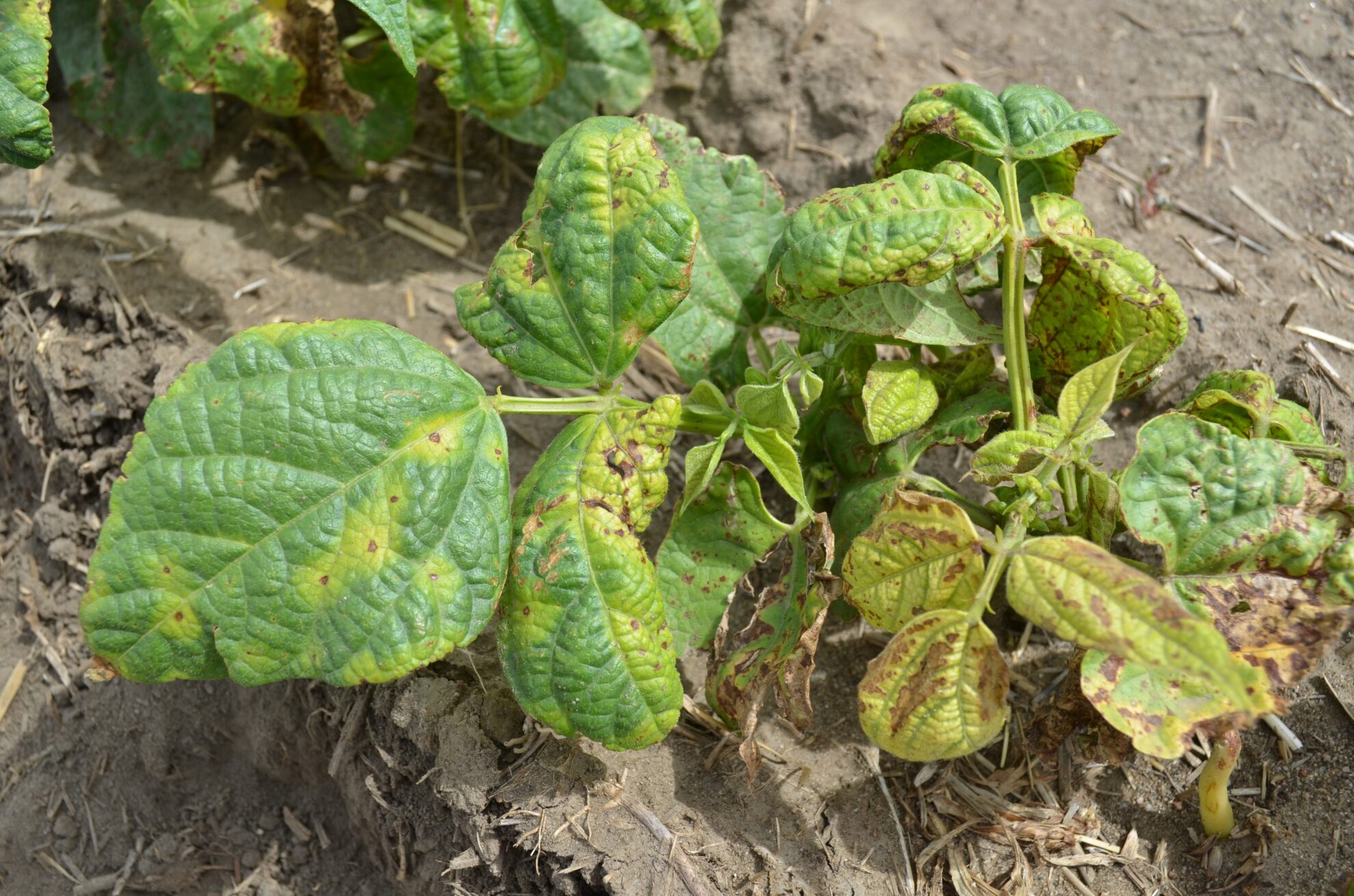 Bacterial Blights: Common Bacterial Blight (CBB), Halo Blight, and ...