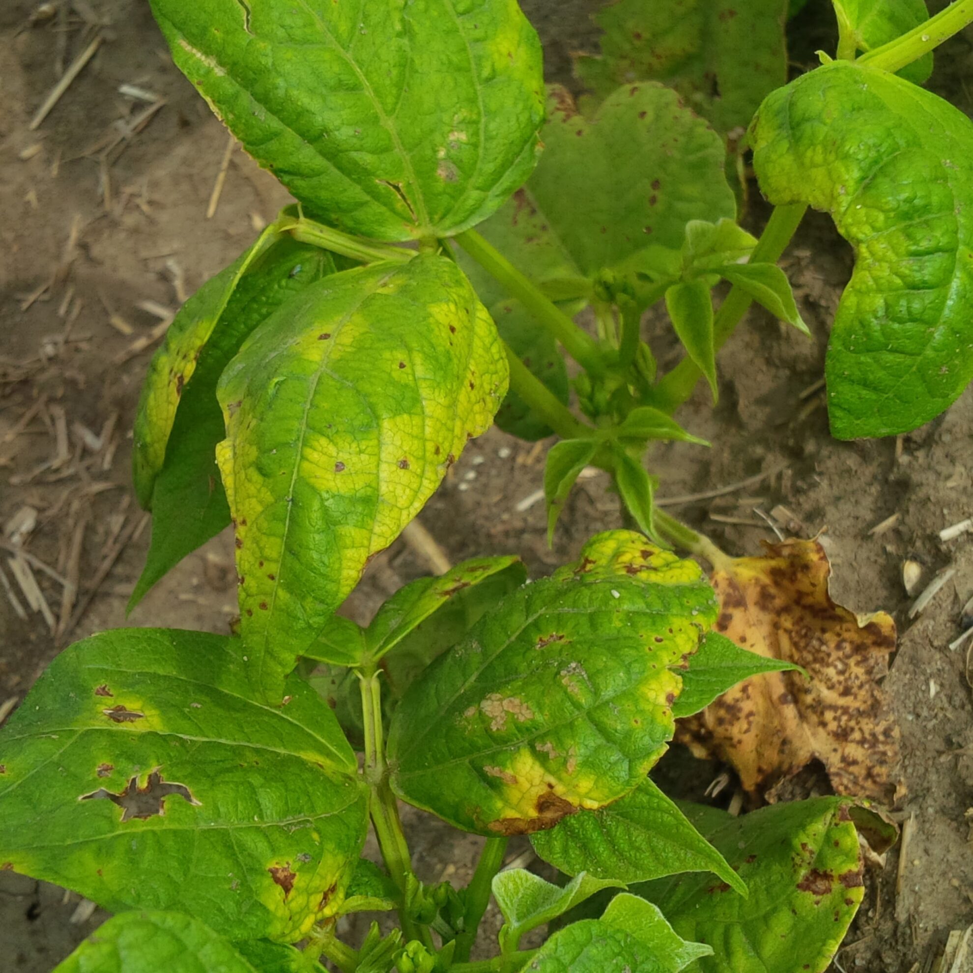 Bacterial Blights: Common Bacterial Blight (cbb), Halo Blight, And 