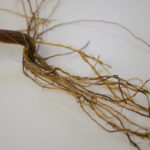 Root rot complex caused by a combination of fungal pathogens resulting in red-brown damaged roots