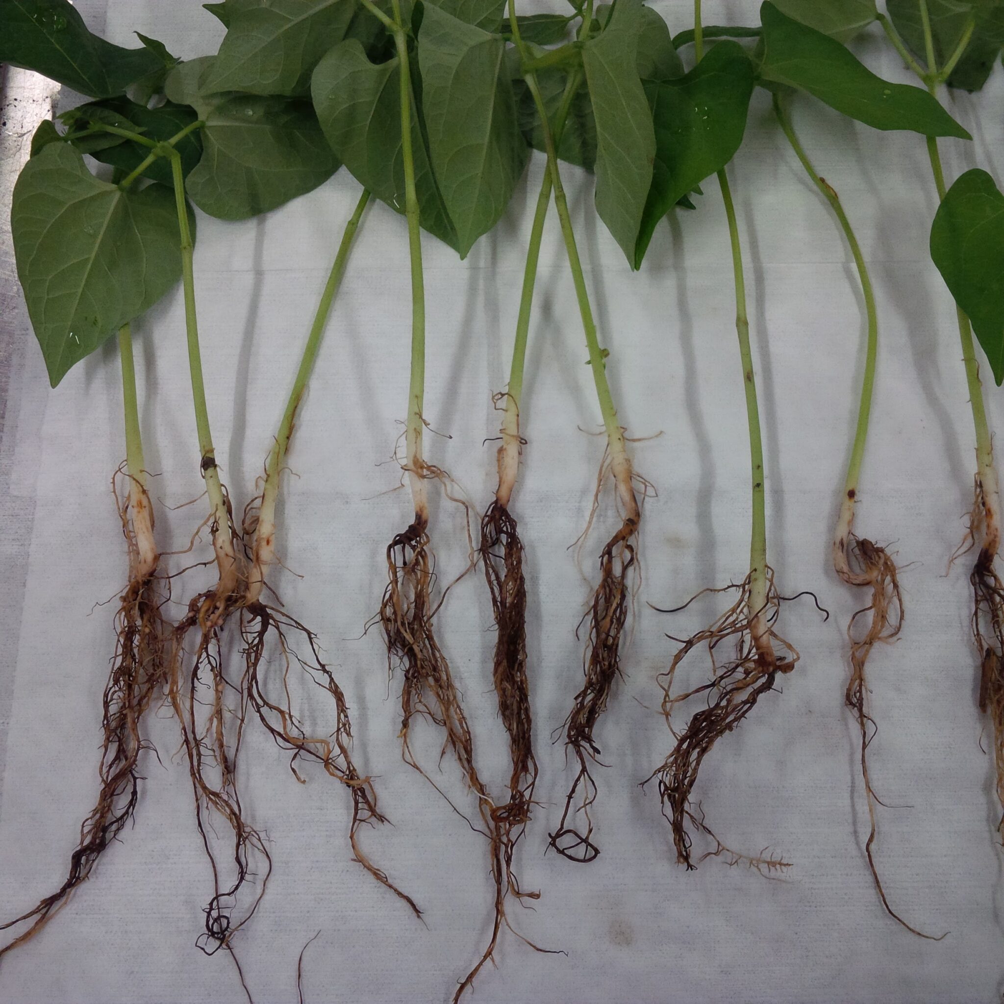 Root Rot Complex Dry Bean Agronomy