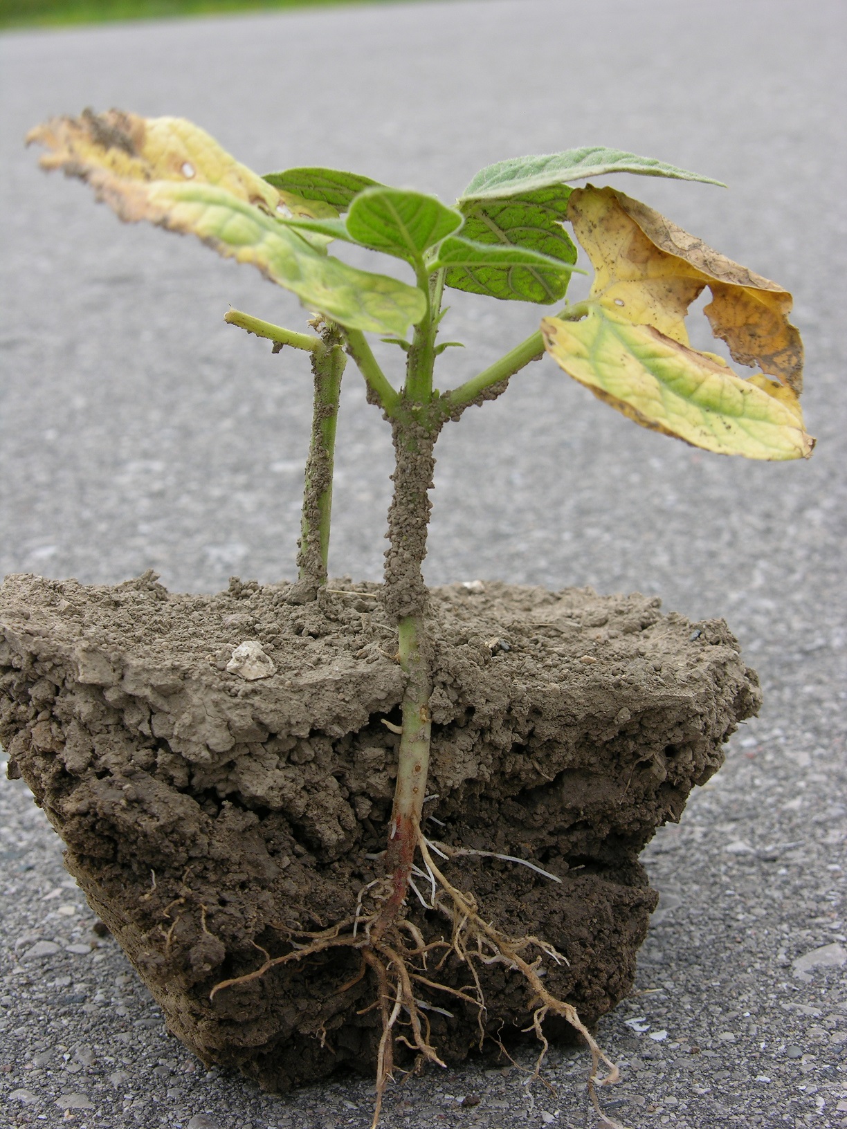 Root Rot Complex Dry Bean Agronomy