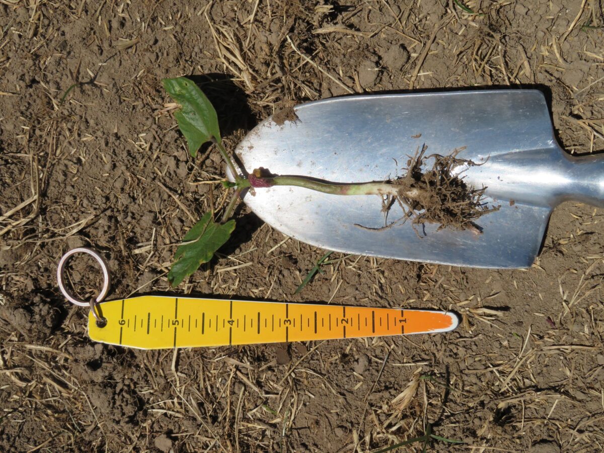 Early black bean plant at the second unifoliate stage on a shovel and beside a seed depth tool to show a seeding depth of 1.5 inches for this plant.