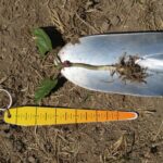 Early black bean plant at the second unifoliate stage on a shovel and beside a seed depth tool to show a seeding depth of 1.5 inches for this plant.