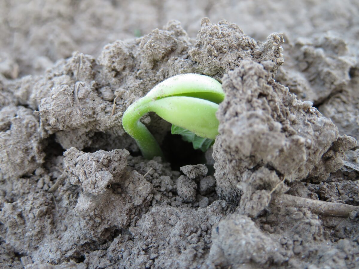 White bean plant emerging from the soil with the cotyledons visible slightly above the soil's surface