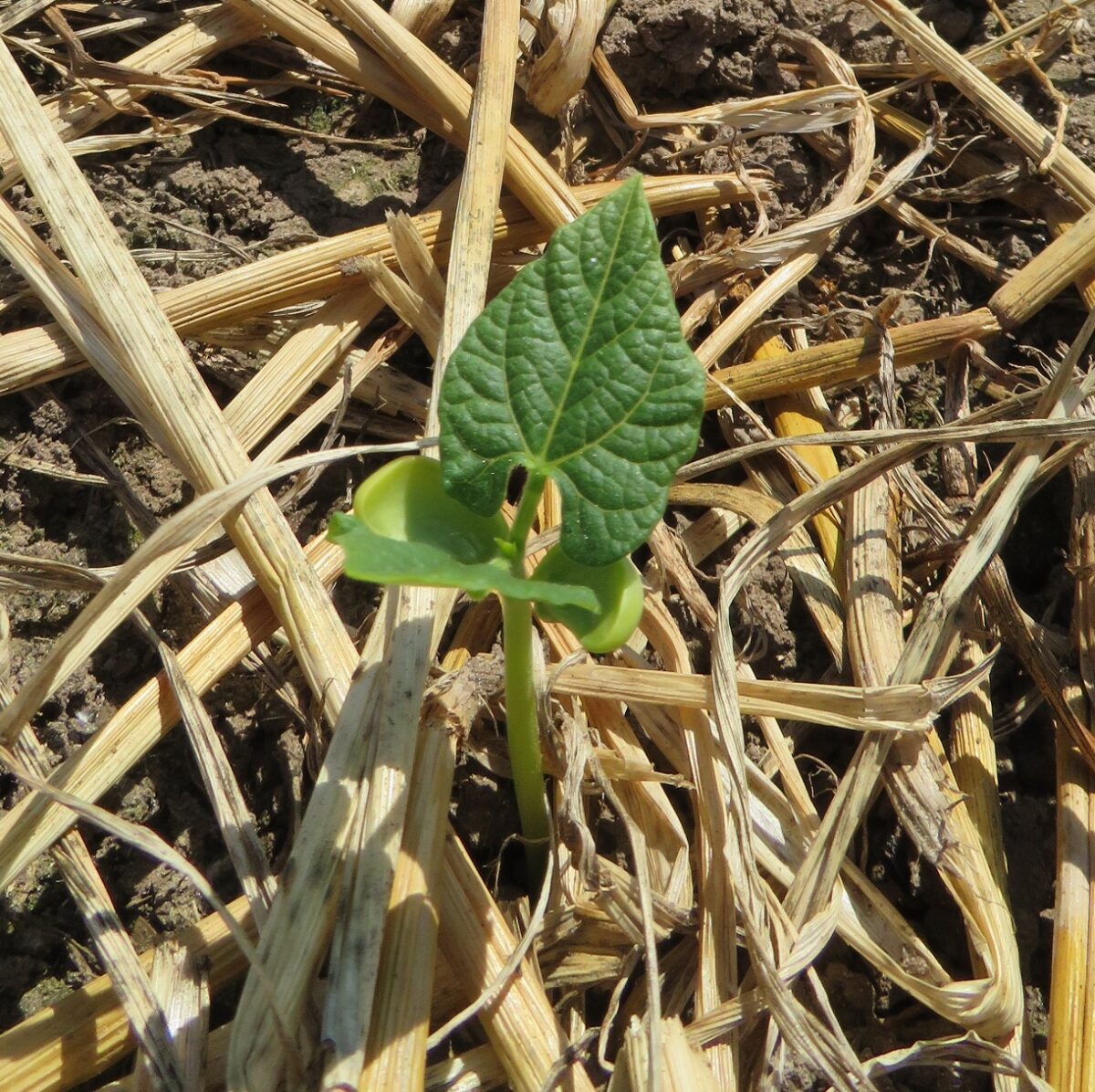 A single dry bean plant at the unifoliate leaf stage growing in a field that has not been tilled